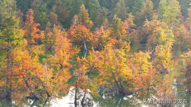 滇池南岸：水杉染秋意 湿地如画卷