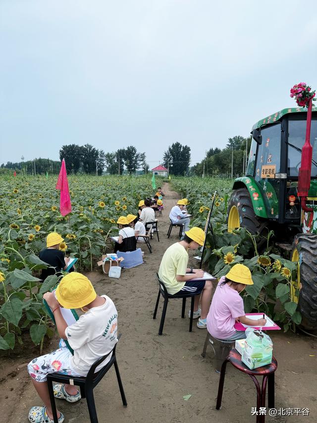 北京平谷“河畔花苑”百亩向日葵盛放，打造沉浸式金秋艺术新地标