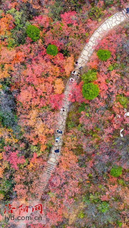 层林尽染黄河岸