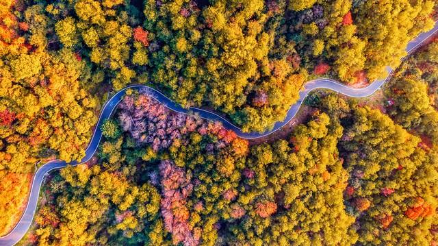 藏不住了！武汉这5处红叶胜境，惊艳了半个旅游圈