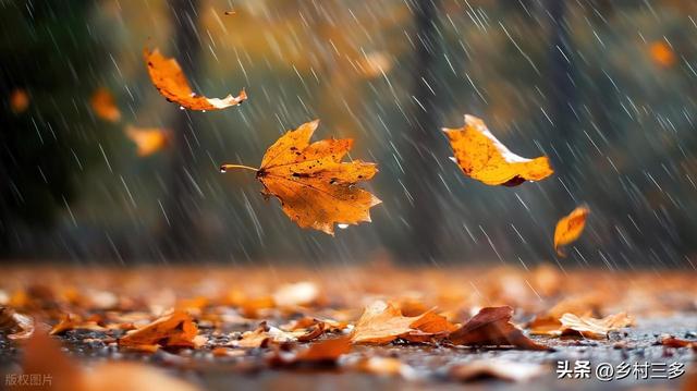今日寒露，老人说最怕“寒露一日雨”，寒露下雨有啥预兆？