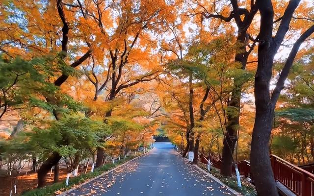 别再只去栖霞山了！江苏这座古镇，被称为“江南醉美赏秋地”