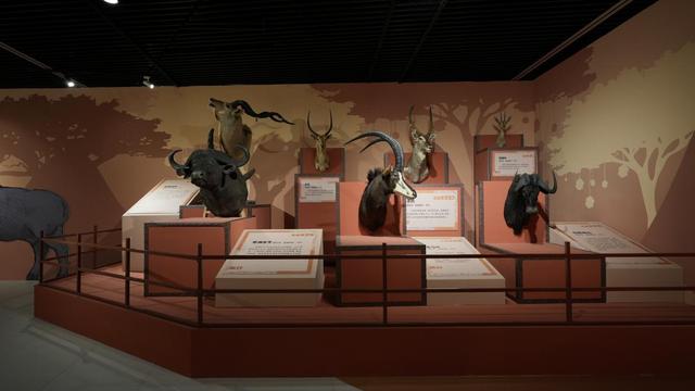 今日开展！非洲野生动物头肩标本展亮相内蒙古自然博物馆，沉浸式邂逅草原生灵