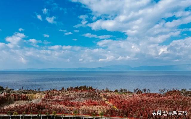 “红”爆！是谁还没有Get昆明的冬天？你知道12月的滇池有多绝？周末冲~