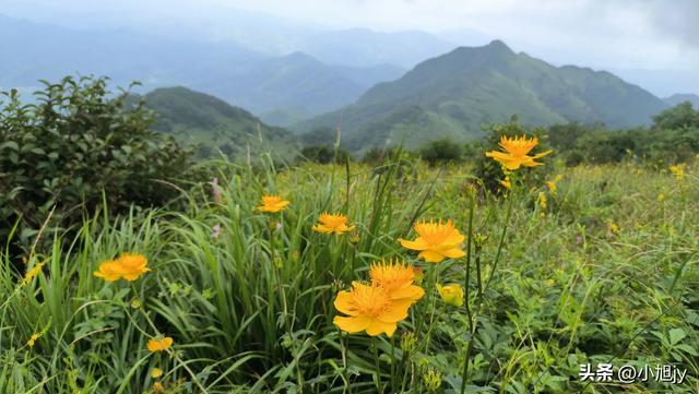 来呀，去白云山看金莲花，辽阳县大黑山风景区境内的白云山