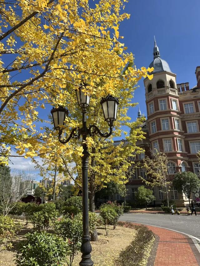 抬头！在寒冷的冬天再欣赏欣赏科院的秋吧