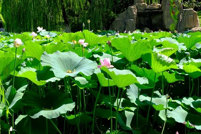 陆羽公园盛夏“荷”你有约 满池芳华醉心田