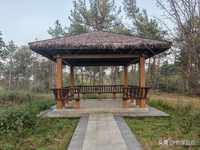 应城：有名店林场林荫步道 让你邂逅四季生态画卷