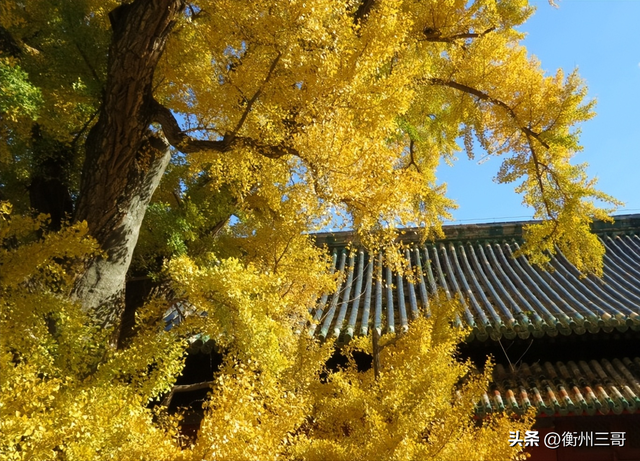 乾隆帝曾赋诗的银杏树王——大觉寺的银杏树王