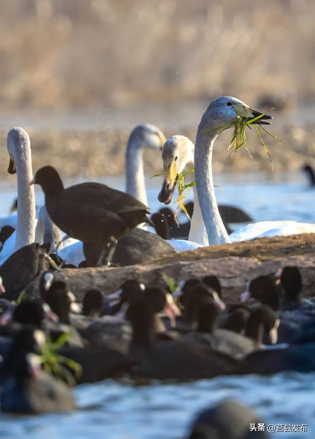 「 日 照 」 为何能成为康养优选地？
