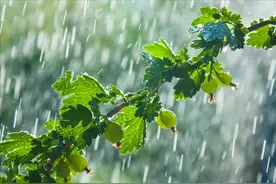 “发不发，五月看十八”，明日五月十八，天晴好还是下雨好？图片