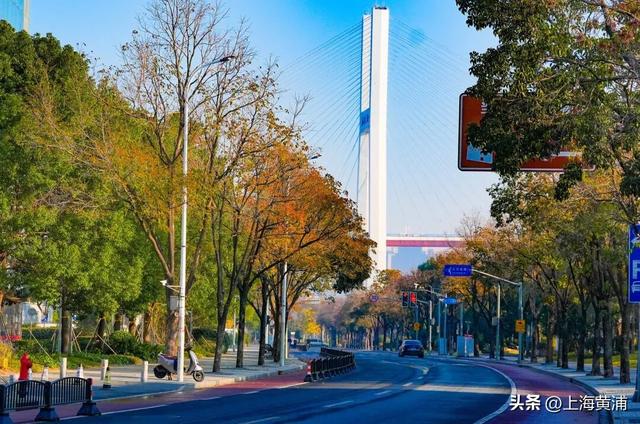 最美的季节！一起来静谧斑斓的黄浦滨江晨跑吧！