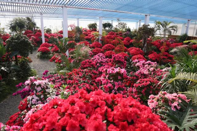 龙岩周末去哪儿｜看游龙、赏樱花，本周末必冲的两大惊喜目的地→