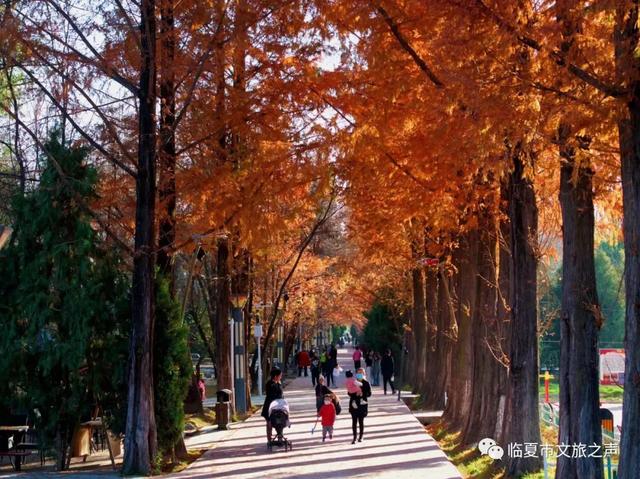 闯入油画世界!东郊公园水杉廊道正红得热烈,美到失语~