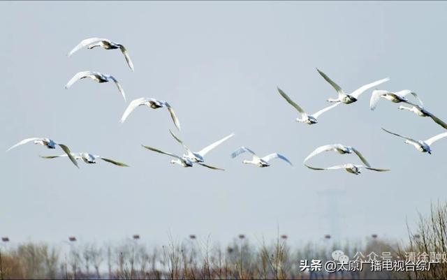 汾河清徐段变美啦，天鹅都赶着来“打卡”