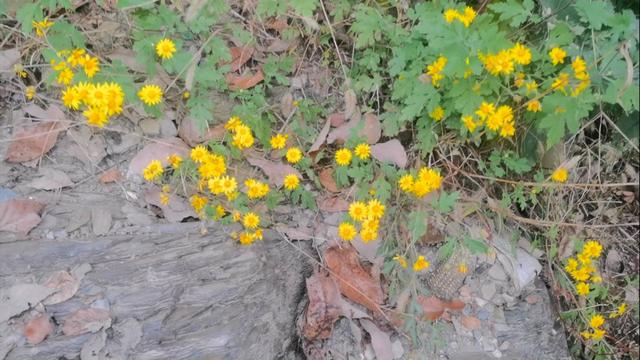 游汉江支流吉河—陕西安康汉江探访一