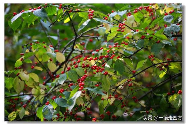 沈阳东陵郊野公园“精灵”出没