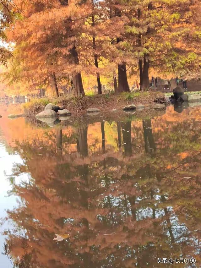 明孝陵探秘之燕雀湖邂逅落羽杉
