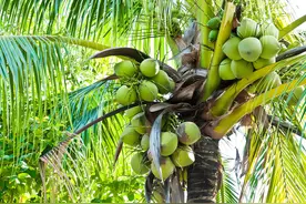 全球最“不正经”的椰子树，一个椰子都不结，却能养活了数百万人图片