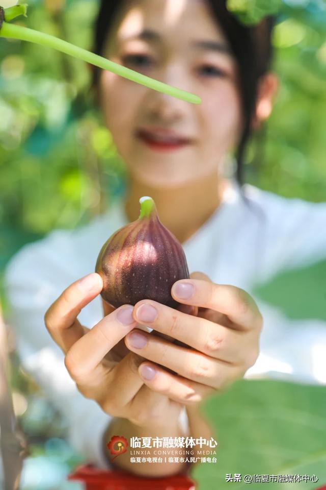 秋天的第一口甜,何必远方?临夏市大庄村的“养颜果”甜到心坎里~