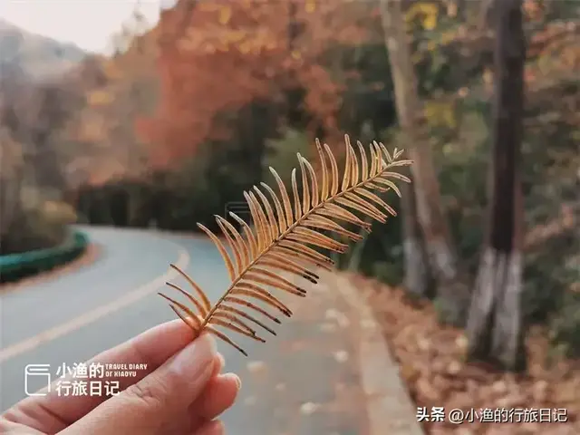 陕南秦岭自驾，这条赏秋秘境小环线，色彩浓度超标！太过瘾