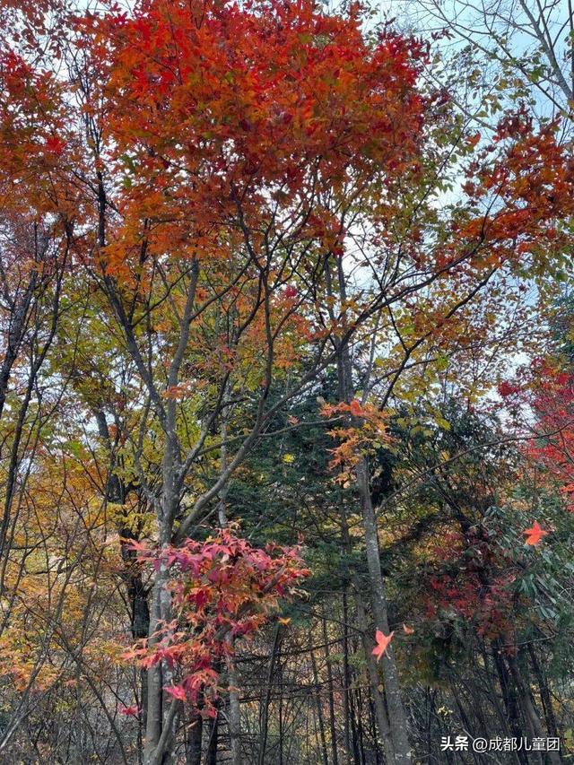 成都不远！这三个地方的红叶，美得很超过！