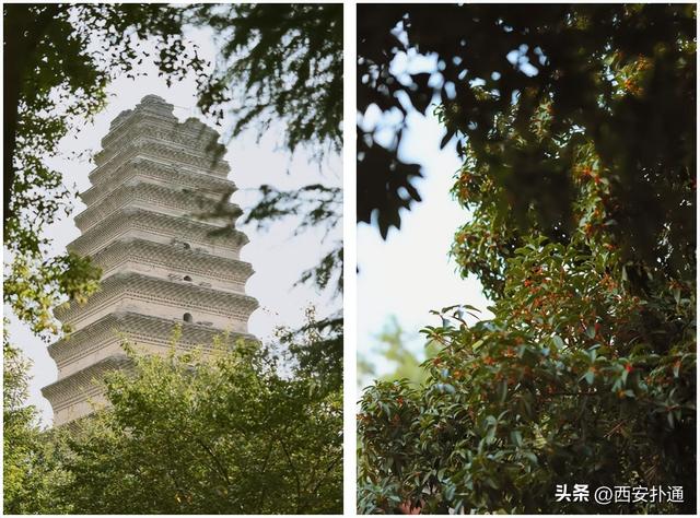 上一个晴天，为你“抢收”了5片金灿灿的桂花