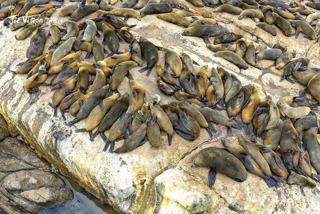 血泪教训！25分钟航程让我湿透，开普敦海豹岛游览必看避坑指南