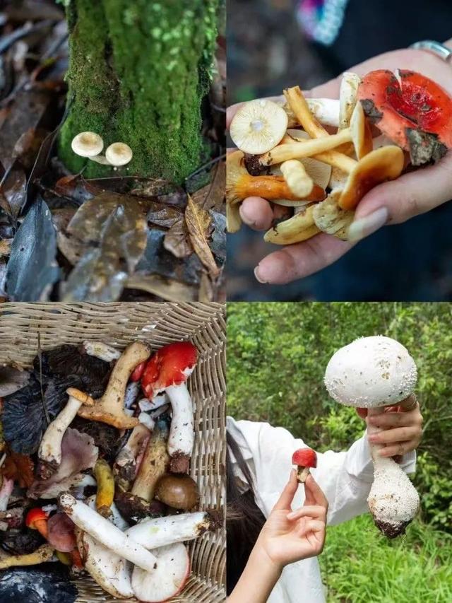《中国旅游报》刊文 点赞普洱位列增长最快的避暑游城市前十