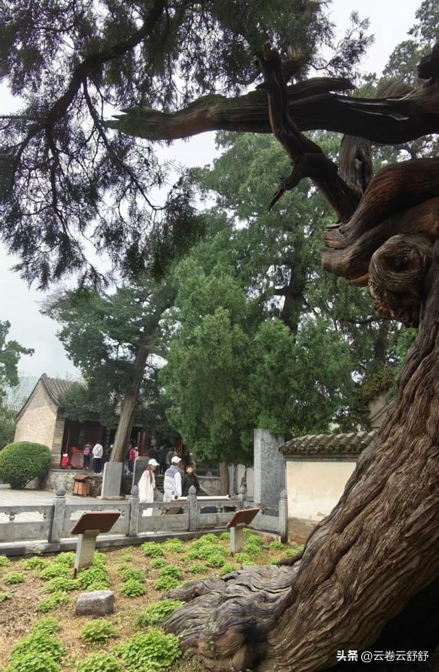 嵩阳书院的古柏