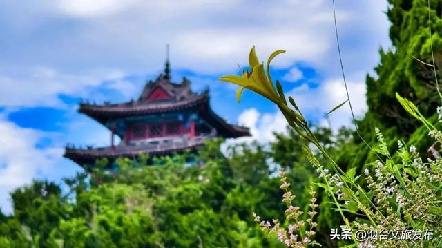 【乐游烟台】来呀，来“拈”花，来“惹”草！