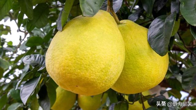 走，去韶关果园吃沙田柚！