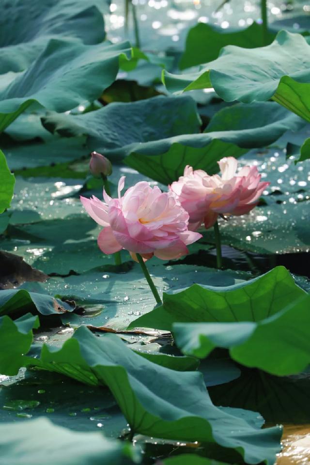 上海1800平荷花秘境免费打卡