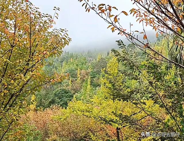 成都都江堰最冷门彩林，免费开放，山野中的惊艳，公交车可达！