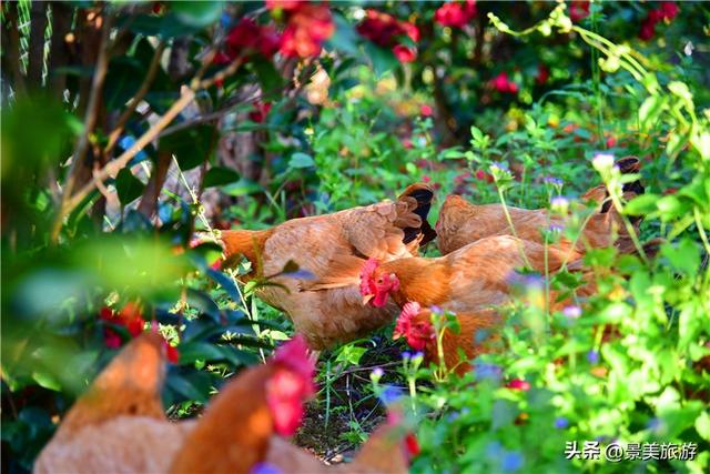 入园赏春花，回家带年花，佛山卡玛缤纷花世界年花节开幕了