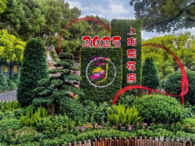 本周末起！来杨浦这个公园共赏“沪上最美菊花海”
