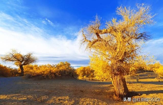 胡杨之美，美在金秋金甲耀荒漠，亦在千年风骨立沧桑。