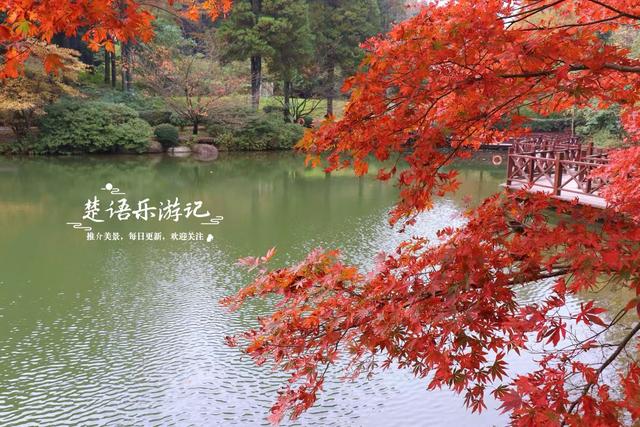 美到封神？余姚这处风景确实名不虚传，斑斓风景正值最佳观赏季