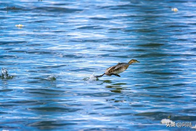 洱海鸟事之:幸福的黑水鸡和䴙䴘,在这里可敞吃国家二级保护植物