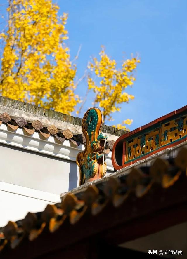 限时绝美!长沙初冬“顶流”上线