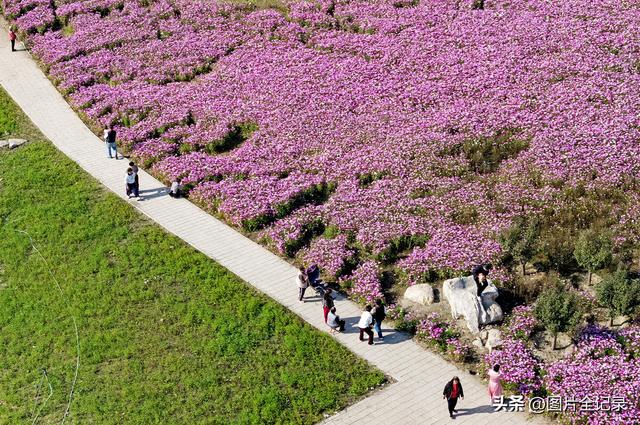 山西襄汾：波斯菊花开 美景醉游人