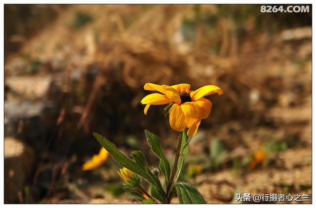 山东行游影记（19）—济南红叶谷