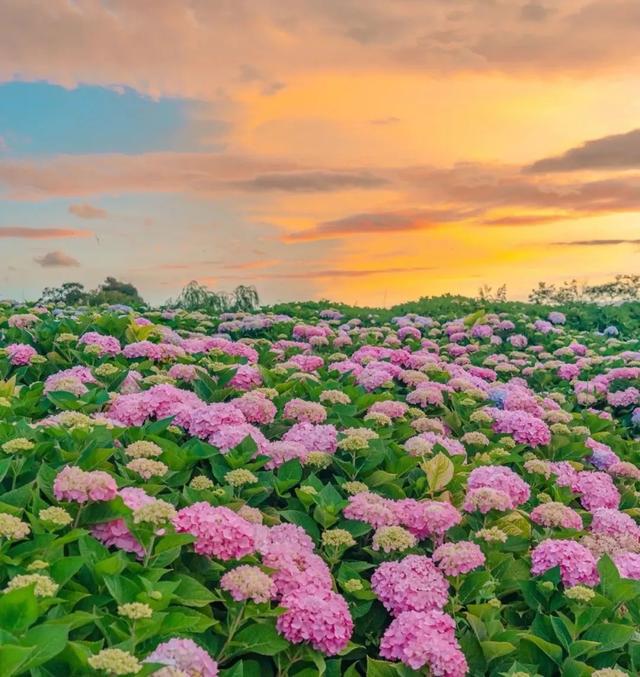斗南湿地梦幻绣球花海盛放！
