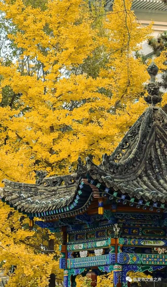临夏的秋：一半斑斓，一半诗意