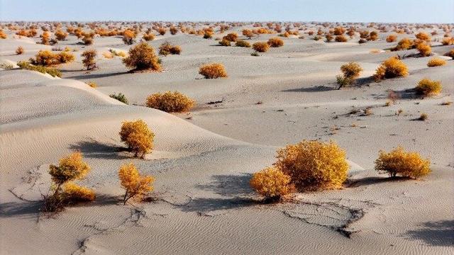 出片率100%！赴一场沙漠胡杨的金色之约