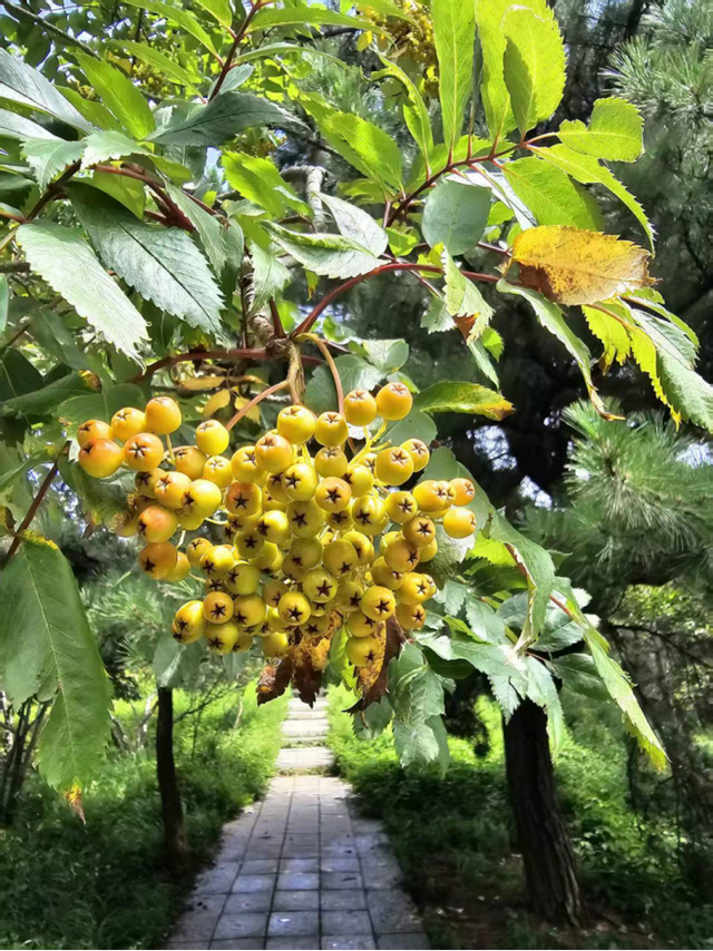 夏游泰山记