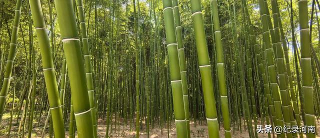 全国文明城市全国百强县永城永城不大​景色如画[强]