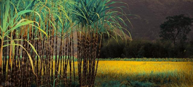 现实版“偷甘蔗”为什么这么火