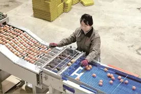 土特产！乡村振兴香饽饽图片