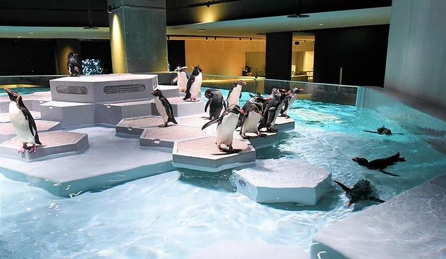 夜游札幌景点推荐「AOAO SAPPORO」水族馆：狸小路地下街直达
